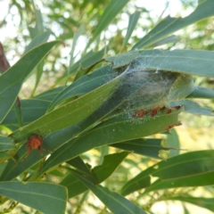 Salsa fuliginata at McQuoids Hill - 30 Jan 2024