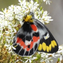 Delias harpalyce (Imperial Jezebel) at Paddys River, ACT - 29 Jan 2024 by JohnBundock