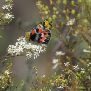 Delias harpalyce at Tidbinbilla Nature Reserve - 30 Jan 2024