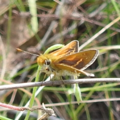 Taractrocera papyria (White-banded Grass-dart) at McQuoids Hill - 30 Jan 2024 by HelenCross