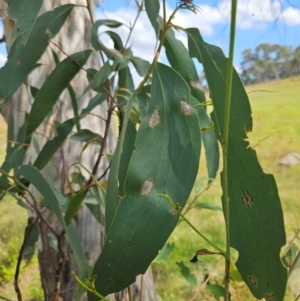 Eucalyptus pauciflora subsp. pauciflora at QPRC LGA - 30 Jan 2024