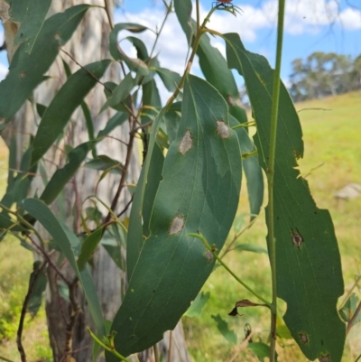 Eucalyptus pauciflora subsp. pauciflora (White Sally, Snow Gum) at Burra, NSW - 30 Jan 2024 by BrianSummers