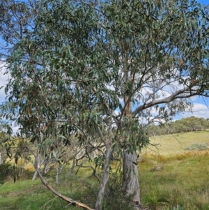 Eucalyptus pauciflora subsp. pauciflora at QPRC LGA - 30 Jan 2024