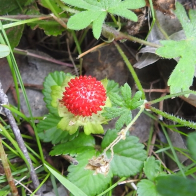 Potentilla indica (Indian Strawberry) at Kambah, ACT - 30 Jan 2024 by HelenCross