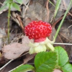 Potentilla indica at McQuoids Hill NR (MCQ) - 30 Jan 2024