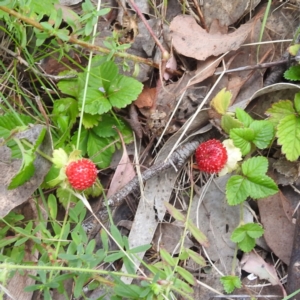 Potentilla indica at McQuoids Hill NR (MCQ) - 30 Jan 2024