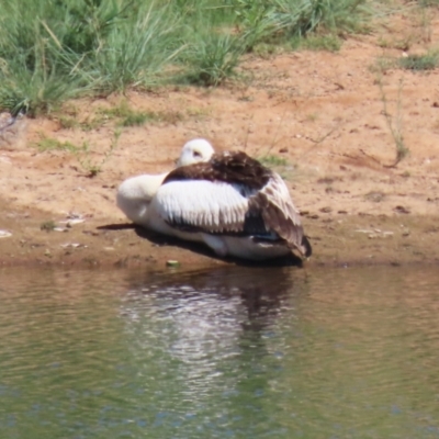 Pelecanus conspicillatus (Australian Pelican) at Gordon, ACT - 29 Jan 2024 by RodDeb