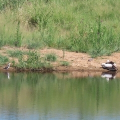 Pelecanus conspicillatus at Gordon, ACT - 29 Jan 2024 10:28 AM