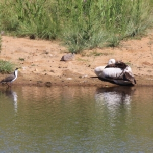 Pelecanus conspicillatus at Gordon, ACT - 29 Jan 2024 10:28 AM