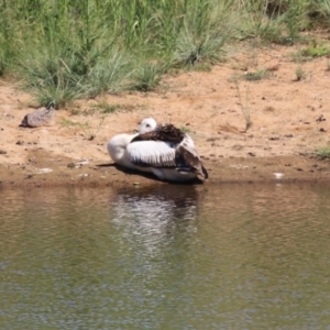 Pelecanus conspicillatus at Gordon, ACT - 29 Jan 2024 10:28 AM