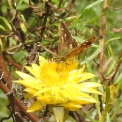 Dispar compacta (Barred Skipper) at Kambah, ACT - 30 Jan 2024 by HelenCross