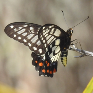 Papilio anactus at McQuoids Hill - 30 Jan 2024 11:28 AM