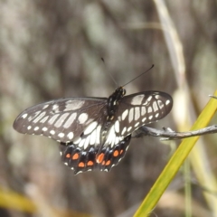 Papilio anactus at McQuoids Hill - 30 Jan 2024