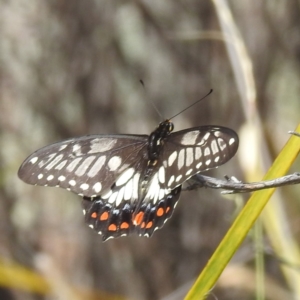 Papilio anactus at McQuoids Hill - 30 Jan 2024