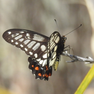 Papilio anactus at McQuoids Hill - 30 Jan 2024 11:28 AM