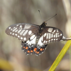 Papilio anactus at McQuoids Hill - 30 Jan 2024