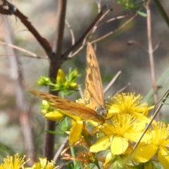 Heteronympha merope (Common Brown Butterfly) at McQuoids Hill - 30 Jan 2024 by HelenCross