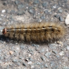 Ardices canescens (Dark-spotted Tiger Moth) at Tidbinbilla Nature Reserve - 29 Jan 2024 by RodDeb