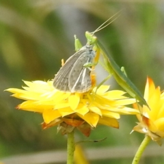 Orthodera ministralis at McQuoids Hill - 30 Jan 2024