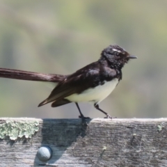 Rhipidura leucophrys (Willie Wagtail) at Tidbinbilla Nature Reserve - 29 Jan 2024 by RodDeb