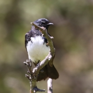 Rhipidura leucophrys at Tidbinbilla Nature Reserve - 29 Jan 2024