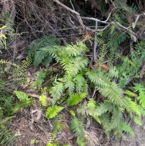 Blechnum nudum at Barrington Tops National Park - 18 Dec 2023