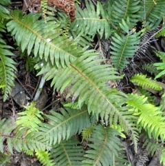 Blechnum nudum at Barrington Tops National Park - 18 Dec 2023