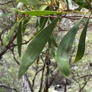 Acacia melanoxylon at Barrington Tops National Park - 18 Dec 2023 12:41 PM