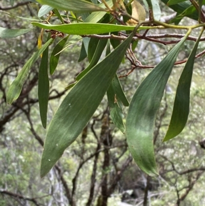 Acacia melanoxylon (Blackwood) at Barrington Tops National Park - 18 Dec 2023 by Tapirlord