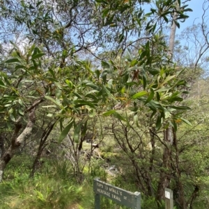 Acacia melanoxylon at Barrington Tops National Park - 18 Dec 2023