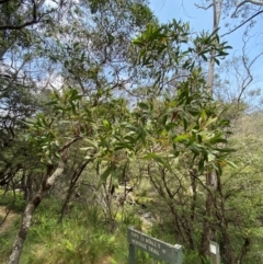 Acacia melanoxylon at Barrington Tops National Park - 18 Dec 2023 12:41 PM