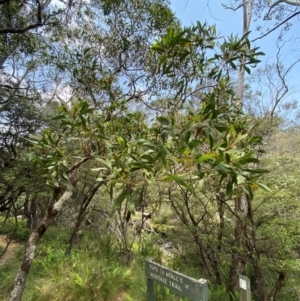 Acacia melanoxylon at Barrington Tops National Park - 18 Dec 2023 12:41 PM