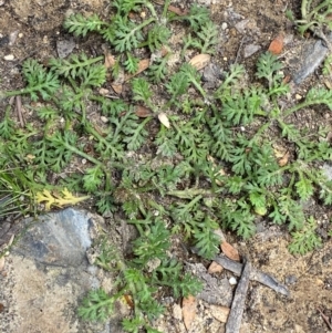 Leptinella filicula at Barrington Tops National Park - 18 Dec 2023