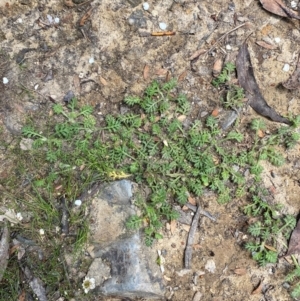 Leptinella filicula at Barrington Tops National Park - 18 Dec 2023