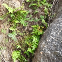 Pellaea calidirupium at McQuoids Hill NR (MCQ) - 30 Jan 2024 11:42 AM