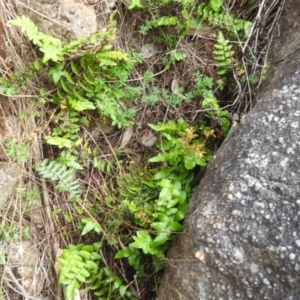 Pellaea calidirupium at McQuoids Hill NR (MCQ) - 30 Jan 2024