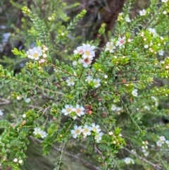 Baeckea utilis (Mountain Baeckea) at Gloucester Tops, NSW - 18 Dec 2023 by Tapirlord