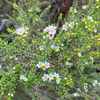 Baeckea utilis (Mountain Baeckea) at Gloucester Tops, NSW - 18 Dec 2023 by Tapirlord