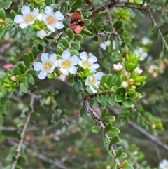 Baeckea utilis at Barrington Tops National Park - 18 Dec 2023 12:36 PM