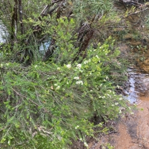 Baeckea utilis at Barrington Tops National Park - 18 Dec 2023 12:36 PM