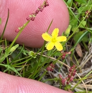 Hypericum japonicum at Barrington Tops National Park - 18 Dec 2023 12:35 PM