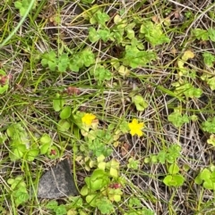 Hypericum japonicum at Barrington Tops National Park - 18 Dec 2023