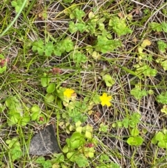 Hypericum japonicum at Barrington Tops National Park - 18 Dec 2023 12:35 PM