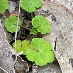 Hydrocotyle algida (Mountain Pennywort) at Barrington Tops National Park - 18 Dec 2023 by Tapirlord