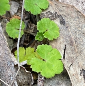 Hydrocotyle algida at Barrington Tops National Park - 18 Dec 2023