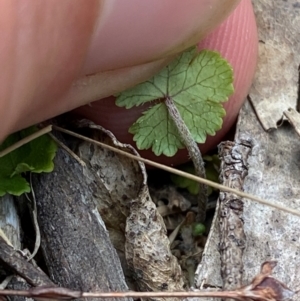 Hydrocotyle algida at Barrington Tops National Park - 18 Dec 2023 12:33 PM