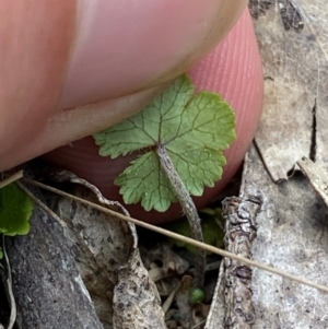 Hydrocotyle algida at Barrington Tops National Park - 18 Dec 2023