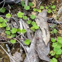 Hydrocotyle algida at Barrington Tops National Park - 18 Dec 2023