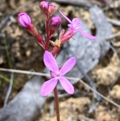 Stylidium graminifolium (Grass Triggerplant) at Barrington Tops National Park - 18 Dec 2023 by Tapirlord