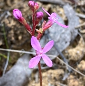 Stylidium graminifolium at Barrington Tops National Park - 18 Dec 2023